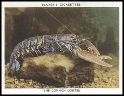 32PAS 15 The Common Lobster.jpg